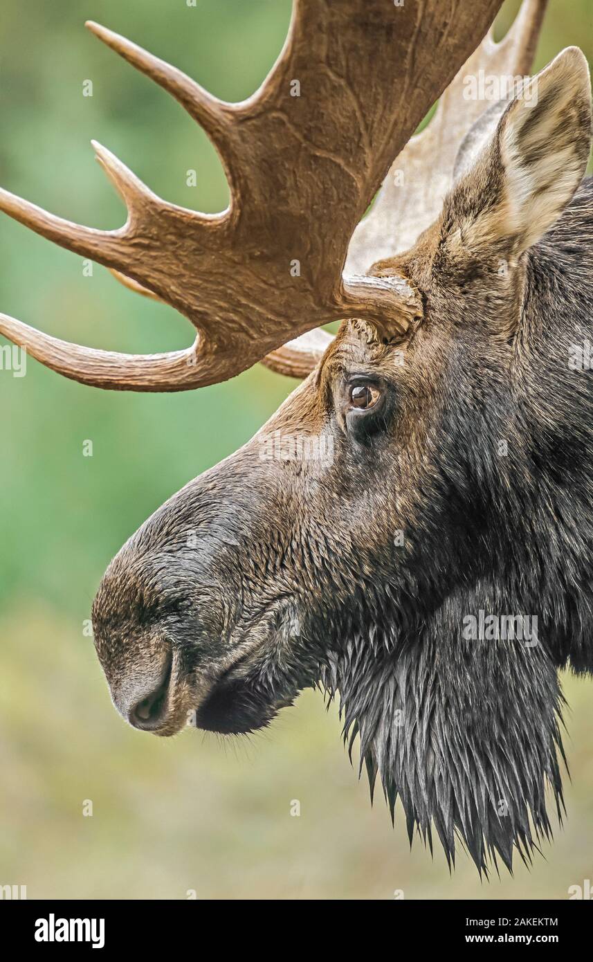 Moose (Alces alces) bull portrait,  Baxter State Park, Maine, USA. Stock Photo