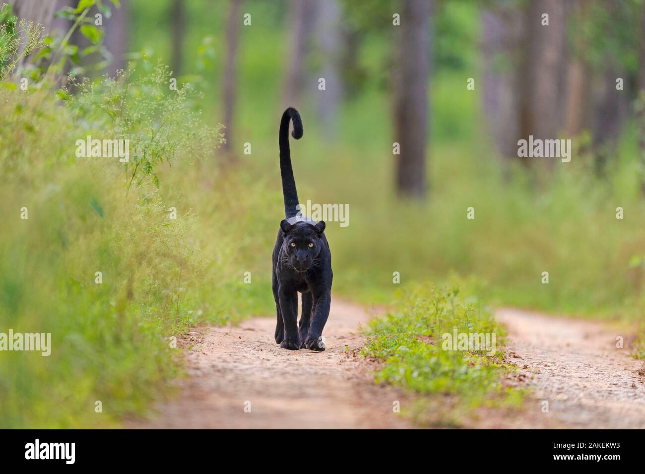 Nilgiri biosphere reserve hi-res stock photography and images - Alamy Nilgiri biosphere reserve hi-res stock photography and images - Alamy