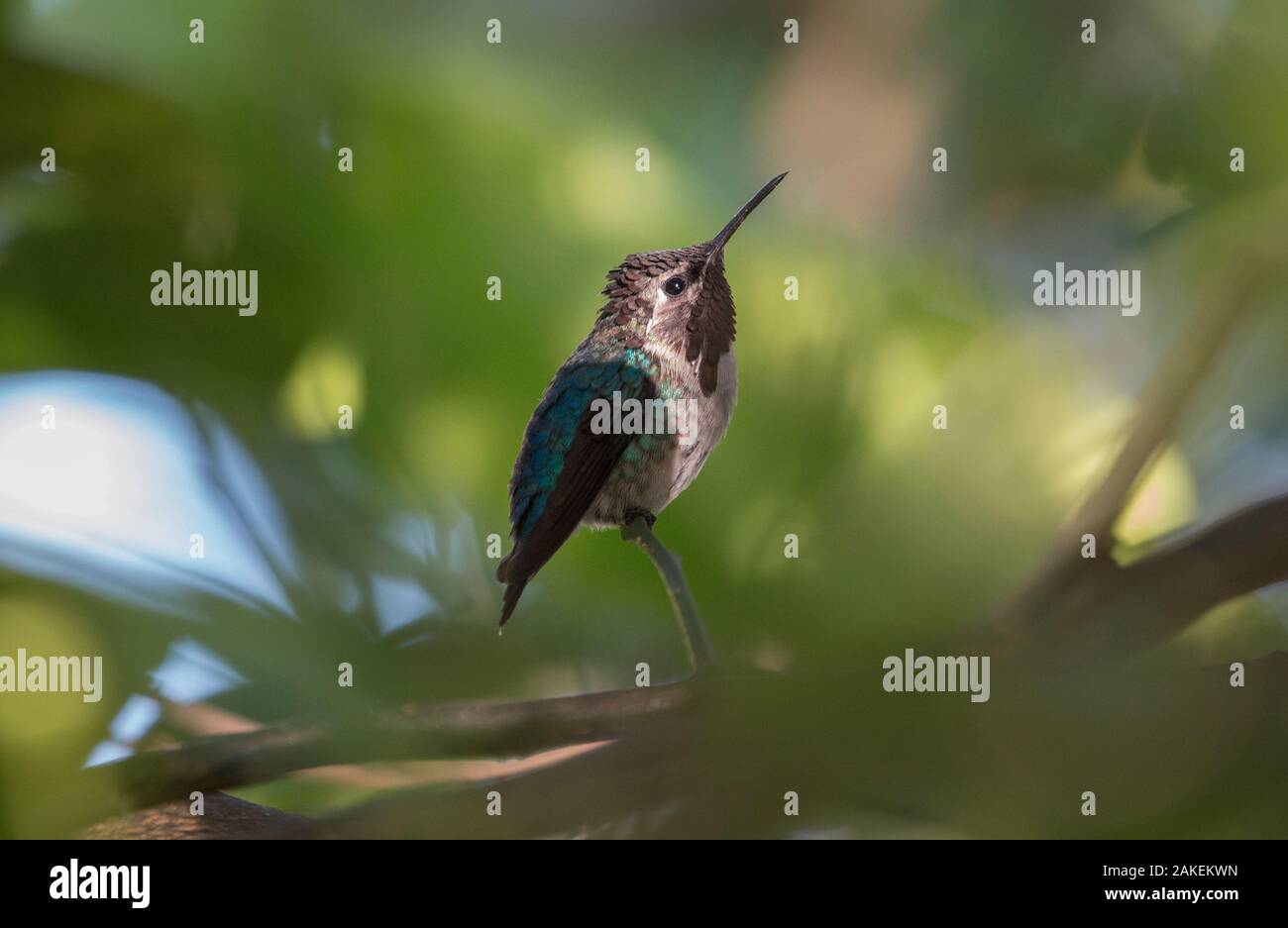 Bee hummingbird (Mellisuga helenae)  Cuba. Endemic. Stock Photo