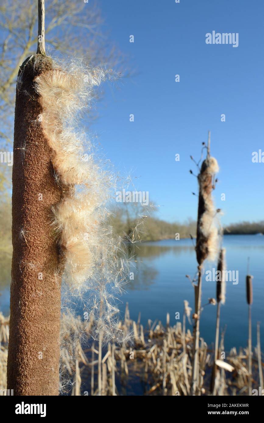 Greater Bullrush / Reedmace (Typha latifolia) with seeds emerging in winter ready for dispersal on breezes, Cotswold Water Park, Wiltshire, UK, January. Stock Photo