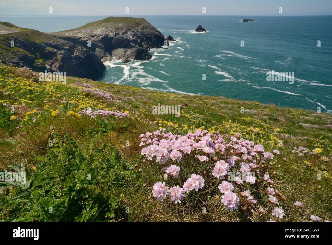 Sea thrift (Armeria maritima) and Kidney vetch (Anthyllis vulneraria) flowering on clifftop, Trevose Head, Cornwall, UK, May. Stock Photo