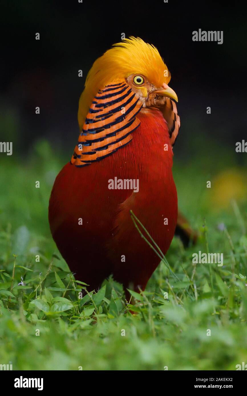 A Vertical Portrait Of A Male Golden Pheasant Chrysolophus Pictus a-vertical-portrait-of-a-male-golden-pheasant-chrysolophus-pictus