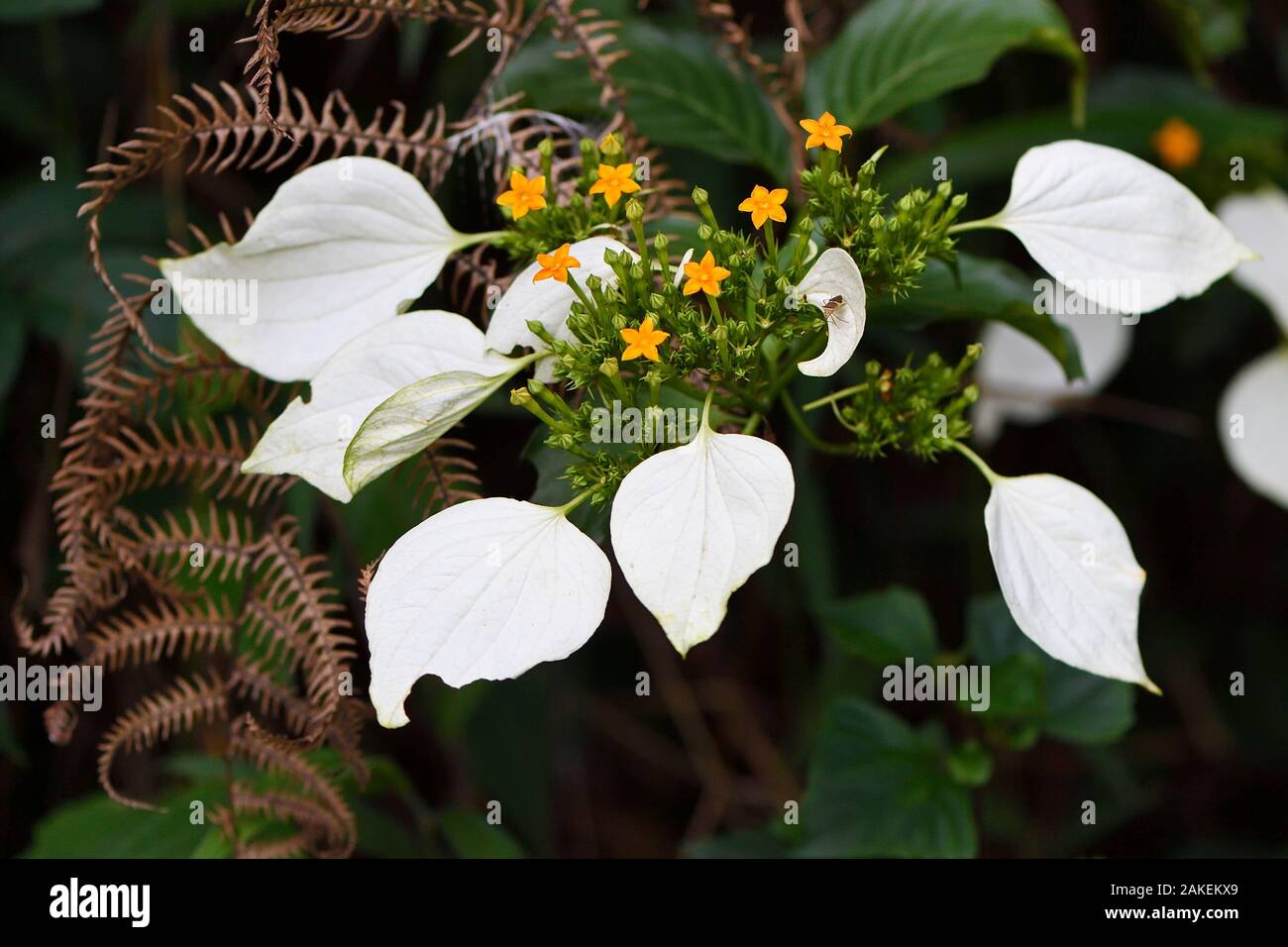 Flowers (Mussaenda pubescens) Tongbiguan Nature Reserve, Dehong Prefecture, Yunnan province, China. May Stock Photo