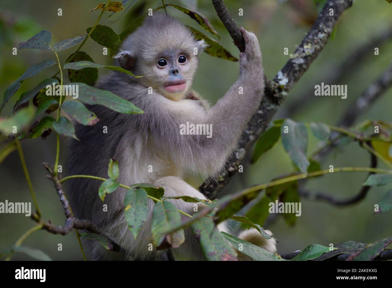 Yunnan snub-nosed monkey (Rhinopithecus bieti) young / juvenile  in tree in Ta Cheng Nature Reserve, Yunnan, China, October. Stock Photo