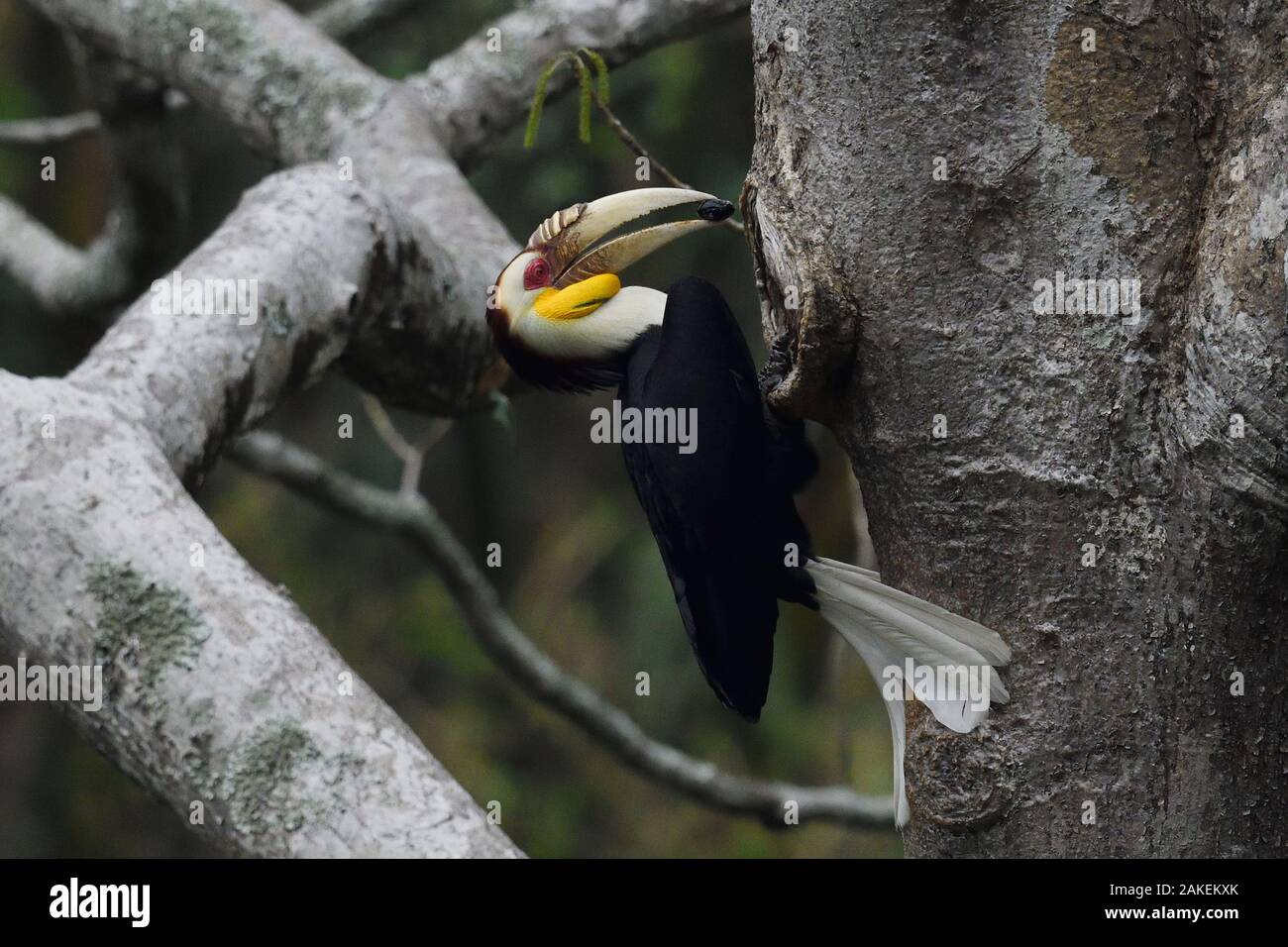 Wreathed hornbill (Aceros undulatus) male carrying berry to nest hole, Tongbiguan Nature Reserve, Dehong Prefecture, Yunnan Province, China, April. Stock Photo