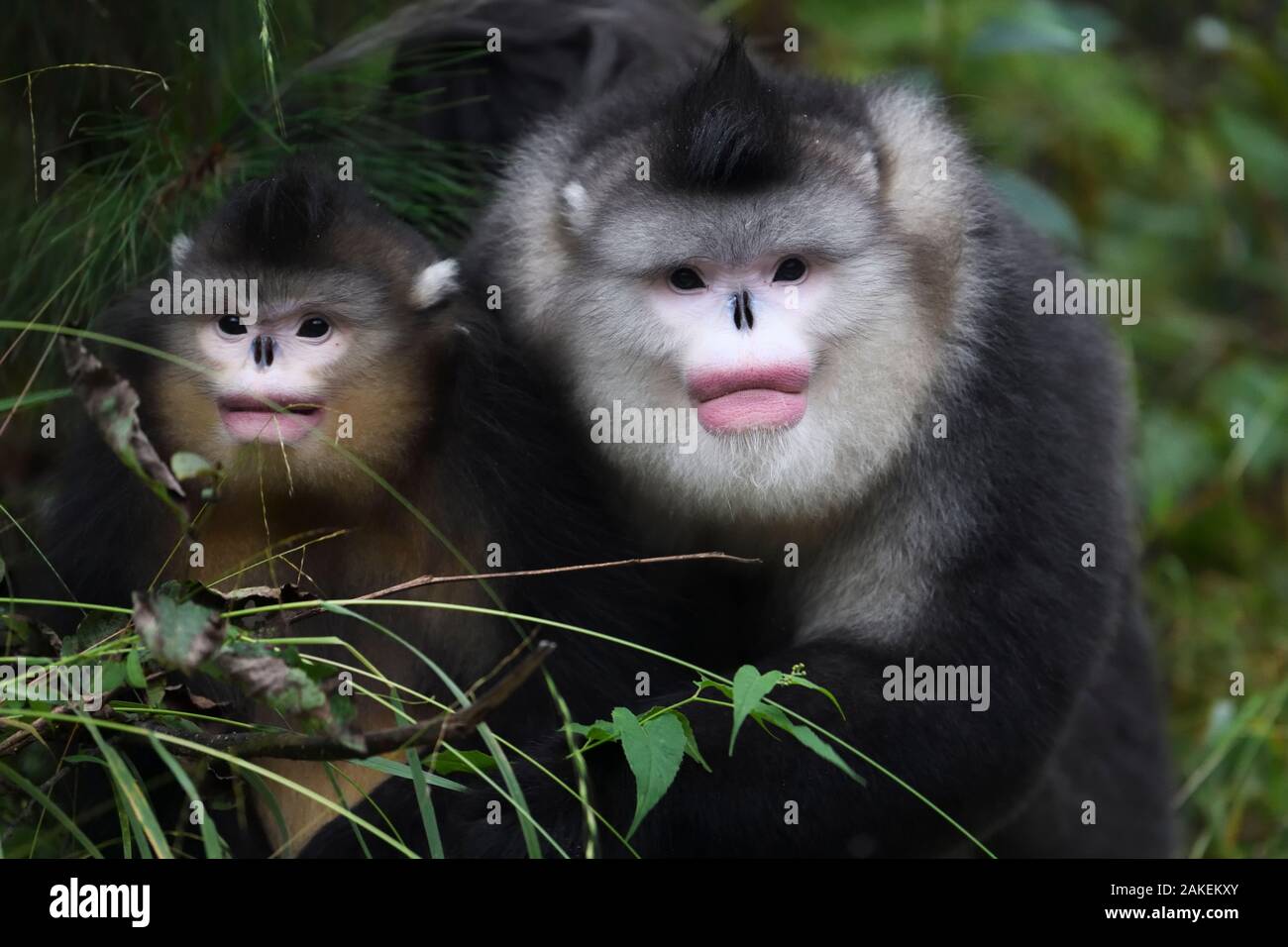 Yunnan snub-nosed monkeys (Rhinopithecus bieti) adult and young,  Ta Cheng Nature reserve, Yunnan, China. October Stock Photo