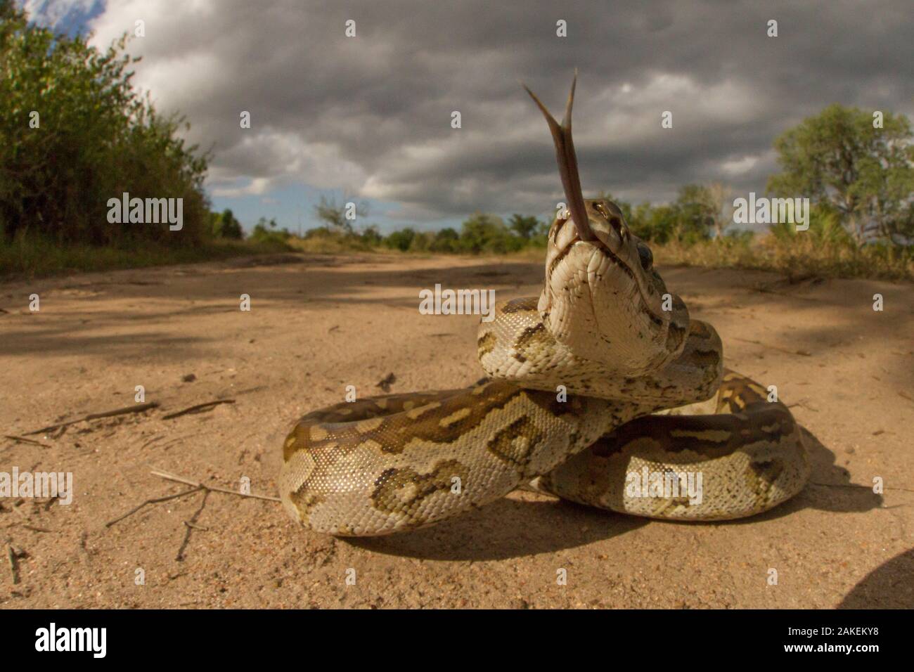 African rock python (Python sebae) smells the camera,  Gorongosa National Park, Mozambique. Stock Photo