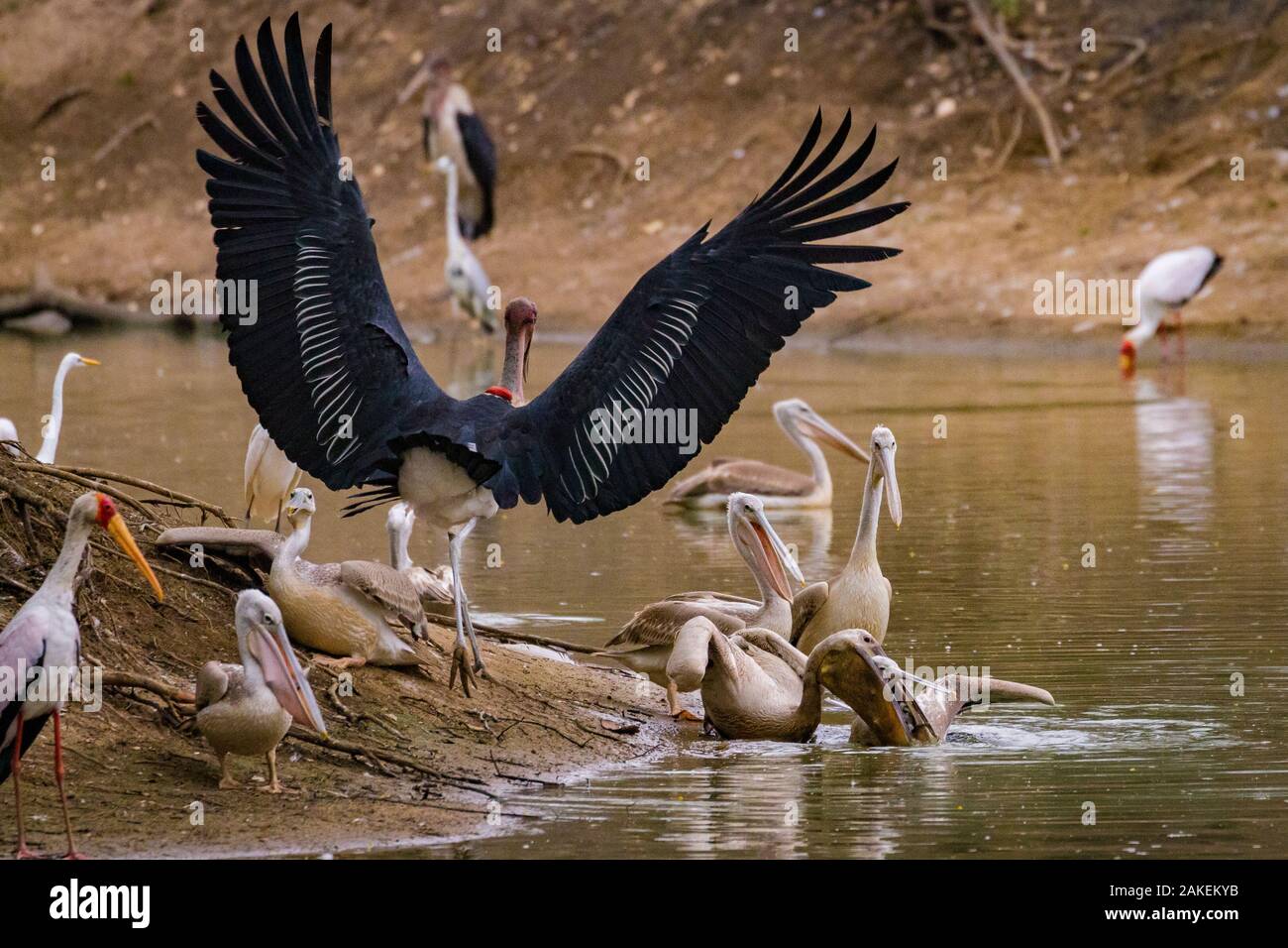 Birds squabbling over fish in the Msicadzi River. Pink-backed pelican (Pelecanus rufescens) biting at the head of another pelican with a pouch full of fish while a marabou stork (Leptoptilos crumenifer) also arrives. Great egrets (Ardea alba), yellow-billed storks (Mycteria ibis), and grey herons (Ardea cinerea) stand nearby. Msicadzi River, Gorongosa National Park, Mozambique. During the  dry season many water sources dry up trapping fish in smaller areas. Many birds and crocodiles gather to feed on this  abundant food source. Stock Photo
