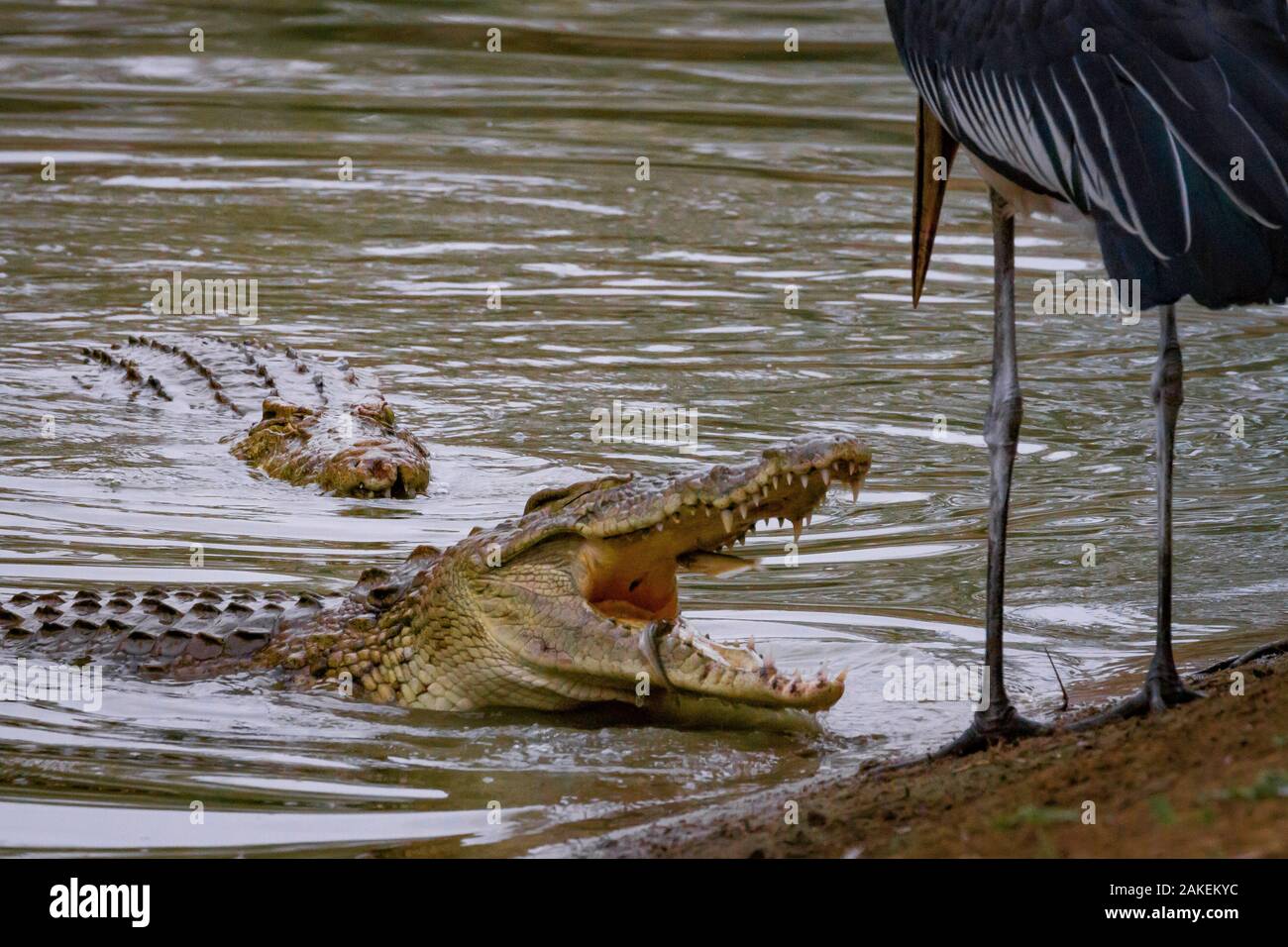 Nile crocodile (Crocodylus niloticus) surfacing to eat tiny fish whilst a Marabou stork (Leptoptilos crumenifer) looks on, ready to steal a fish if the opportunity arose. Msicadzi River, Gorongosa National Park, Mozambique. During the  dry season many water sources dry up trapping fish in smaller areas. Many birds and crocodiles gather to feed on this  abundant food source. Stock Photo