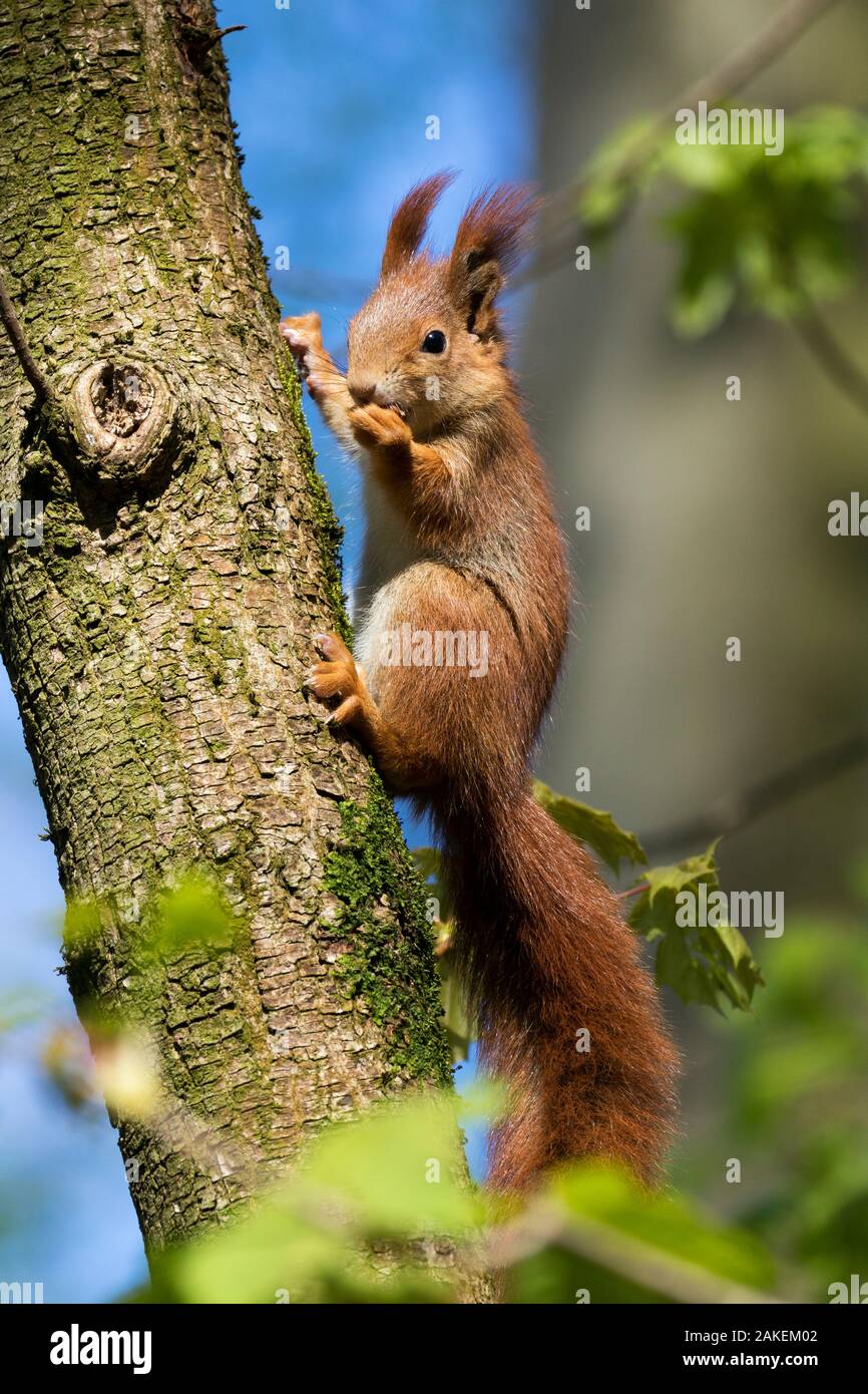 Red squirrel (Sciurus vulgaris) feeding in a tree, Bavaria, Germany, Europe Stock Photo