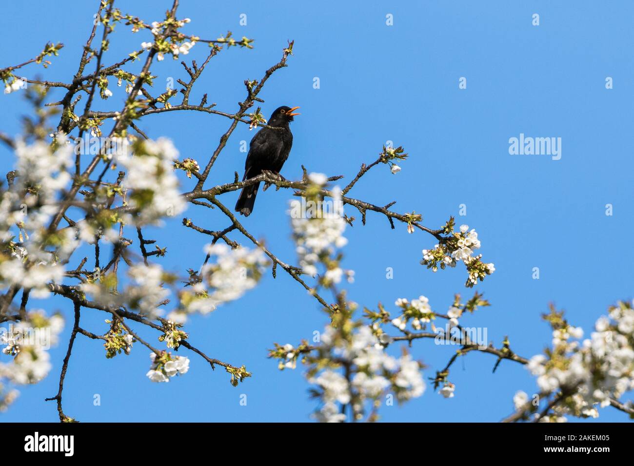 Blackbird (Turdus merula) male in singing in spring, Bavaria, Germany, April. Stock Photo