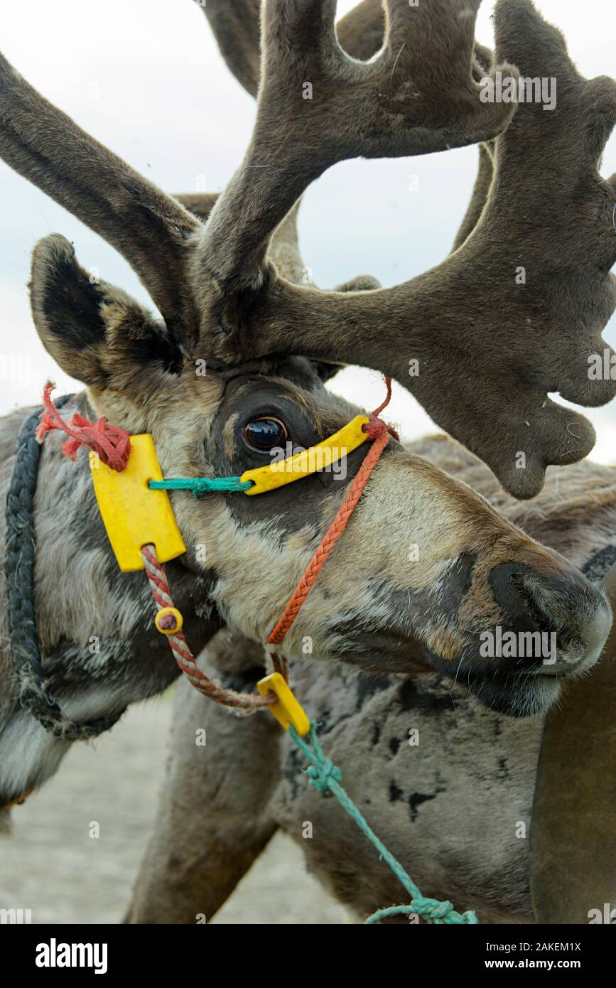 Harnessed Reindeer (Rangifer tarandus), Nenets Autonomous Okrug, Arctic, Russia, July Stock Photo