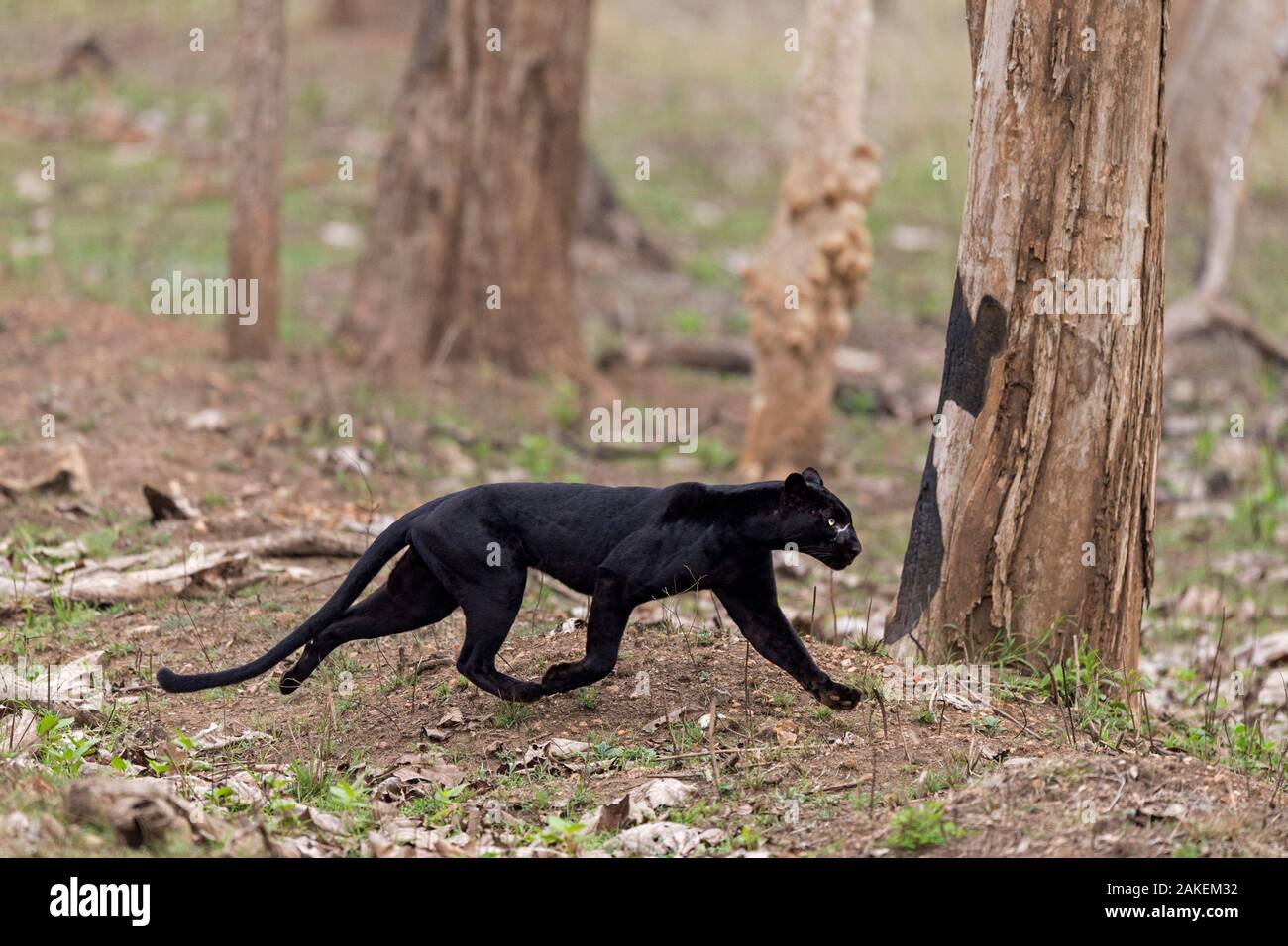 Melanistic leopard / Black panther (Panthera pardus) Nagarahole National Park, Nilgiri Biosphere Reserve, Karnataka, India Stock Photo - Alamy Melanistic leopard / Black panther (Panthera pardus) Nagarahole National Park, Nilgiri Biosphere Reserve, Karnataka, India Stock Photo - Alamy
