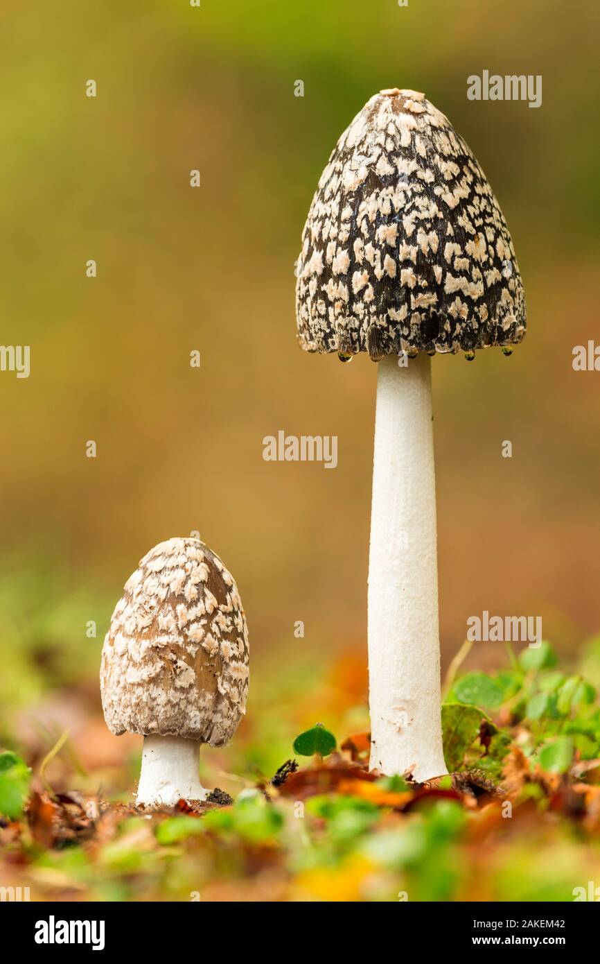 Magpie fungus (Coprinus picaceus), New Forest National Park, Hampshire, England, UK. October. Stock Photo