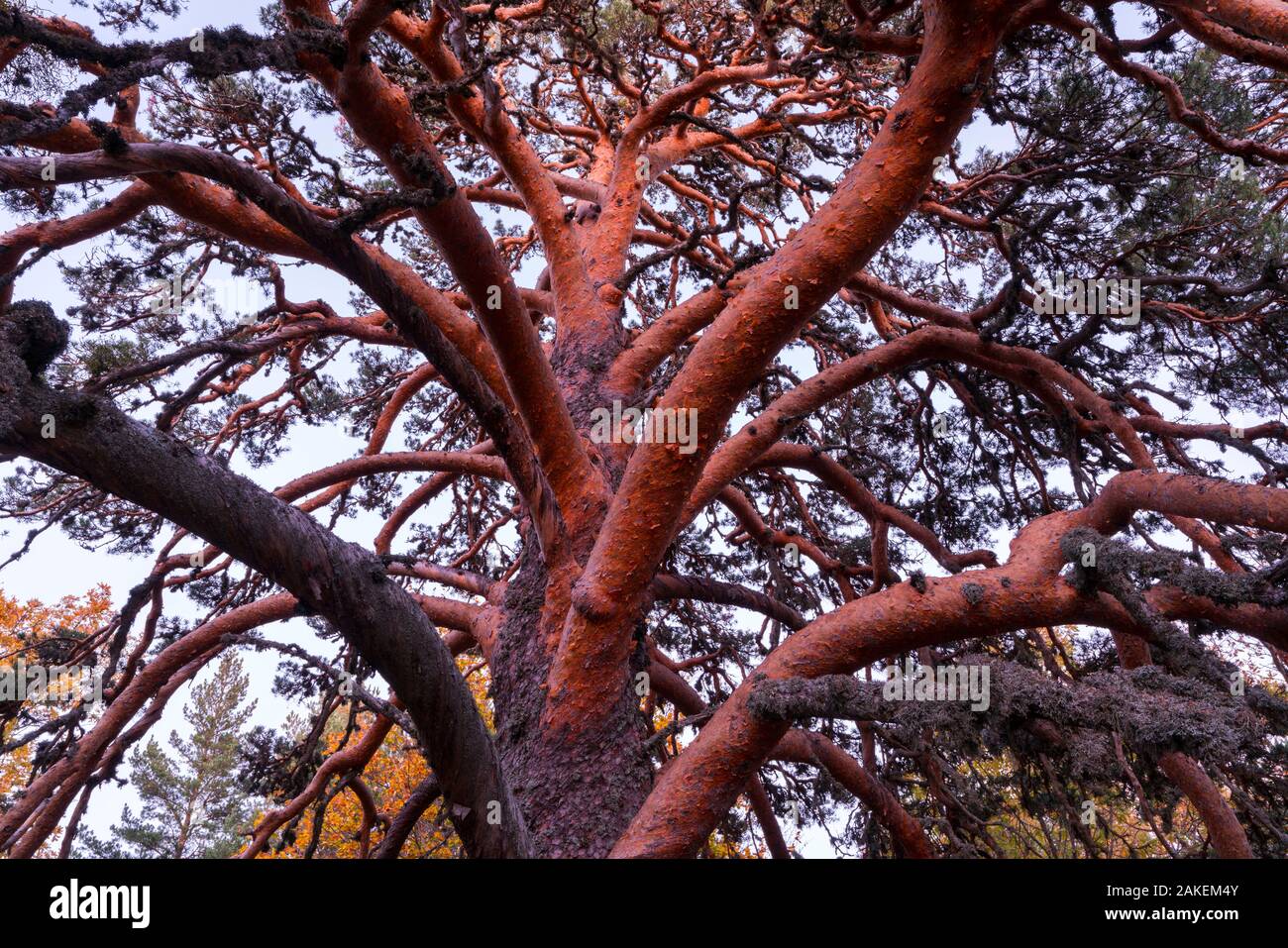 Scots pine (Pinus sylvestris), Laguna Negra y Circos Glaciares de Urbion natural park, Soria province, Castilla y Leon, Spain. November. Stock Photo