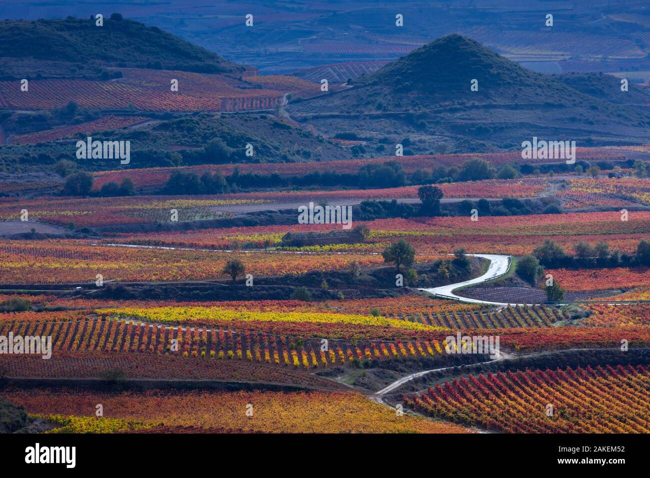 Vineyards in autumn, La Rioja, Sierra De Cantabria, Alava, Basque Country, Spain. November 2017. Stock Photo