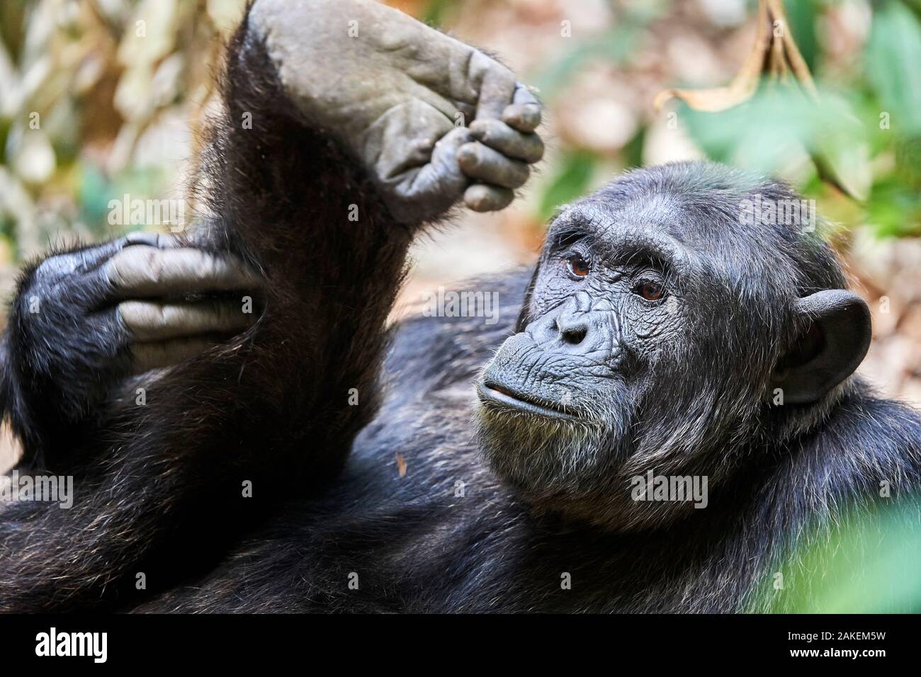 Chimpanzee (Pan troglodytes schweinfurthii) male, scratching its leg, National Park, Uganda. Stock Photo