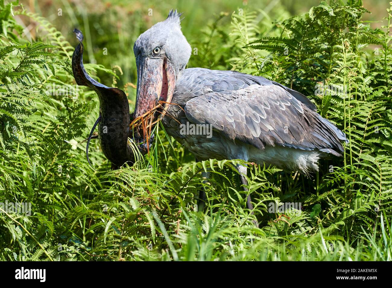Shoebill stork (Balaeniceps rex) feeding on a Spotted African lungfish (Protopterus dolloi) in the swamps of Mabamba, Lake Victoria, Uganda. Stock Photo