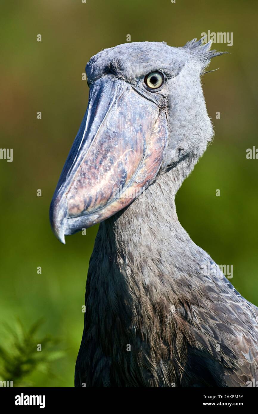 Shoebill stork (Balaeniceps rex) portrait. Swamps of Mabamba, Lake Victoria, Uganda. Stock Photo