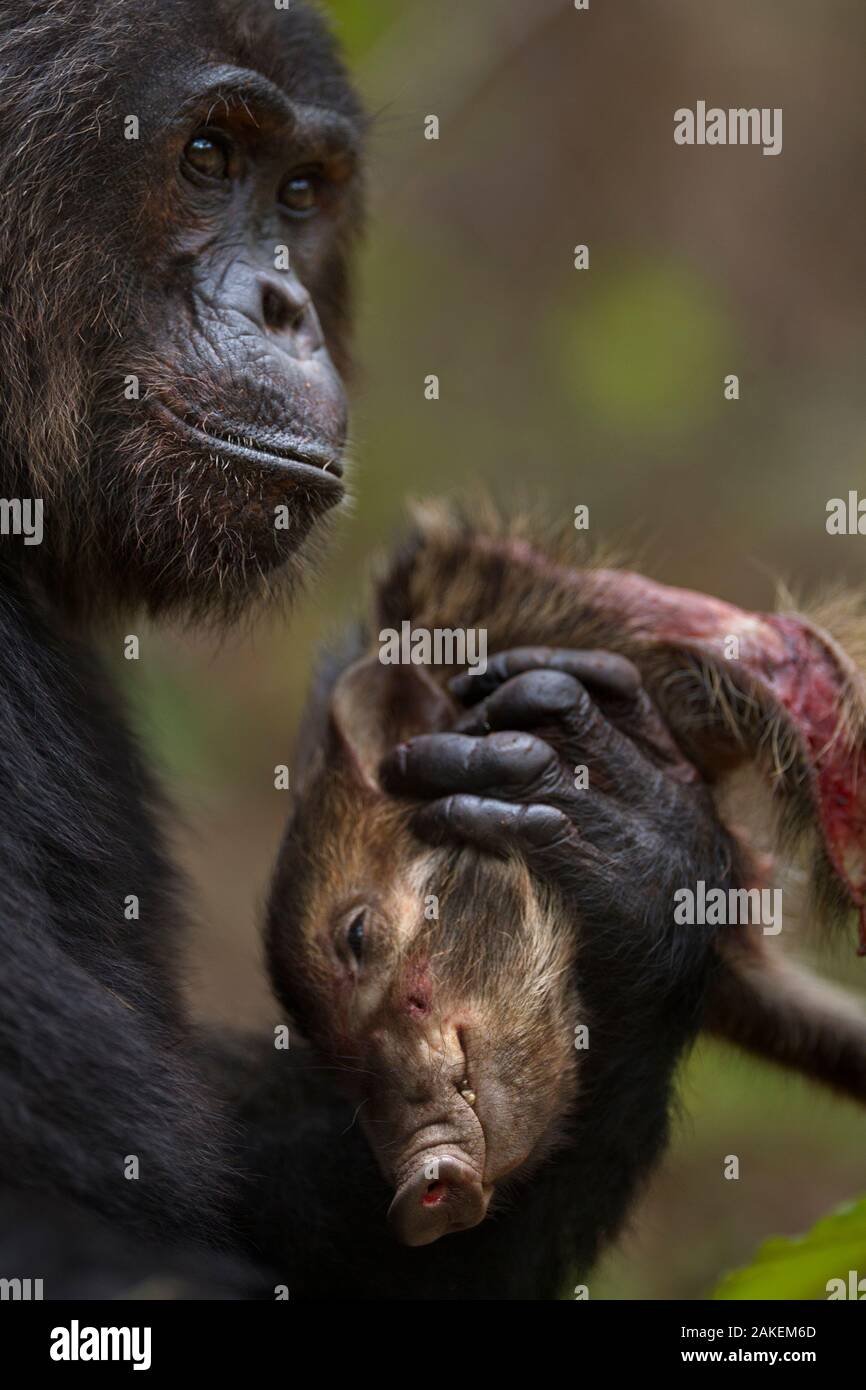 Eastern chimpanzee  (Pan troglodytes schweinfurtheii) alpha male 'Ferdinand' aged 20 years feeding on the carcass of a bush pig.Gombe National Park, Tanzania. Stock Photo