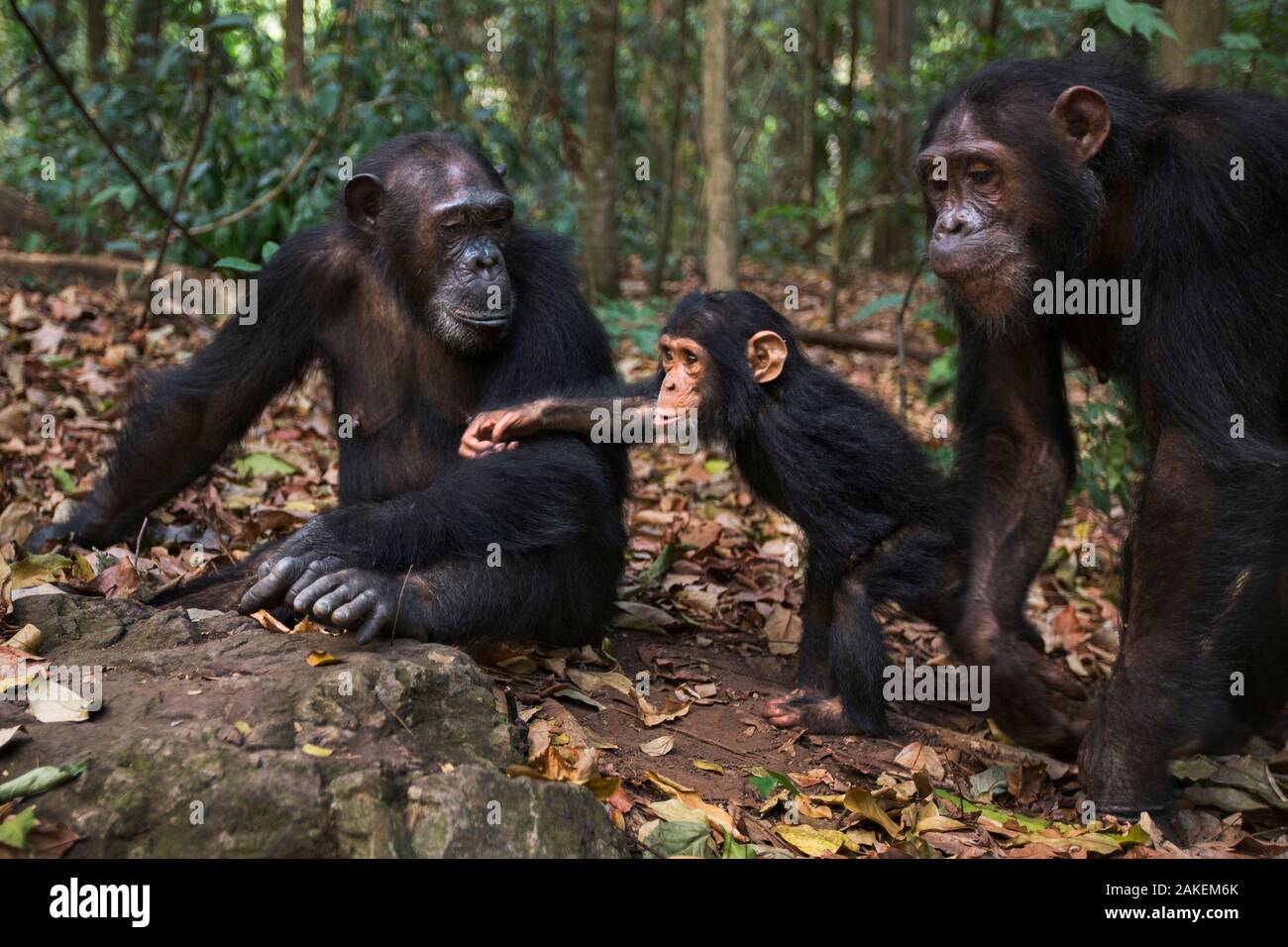 Eastern chimpanzee  (Pan troglodytes schweinfurtheii) female 'Gaia' aged 20 years with her sister 'Golden' aged 15 years and niece 'Glamour' aged 2 years.Gombe National Park, Tanzania. September 2013. Stock Photo