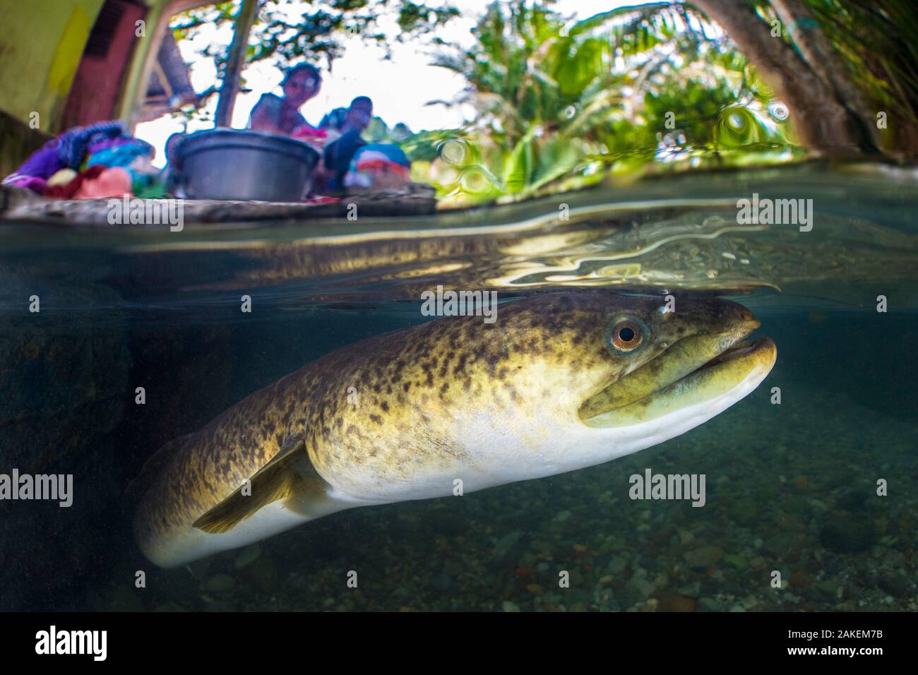 Giant mottled eel (Anguilla marmorata) in river with villagers washing clothes in background. Ambon, Maluku Archipelago, Indonesia. Banda Sea, tropical west Pacific Ocean. Stock Photo