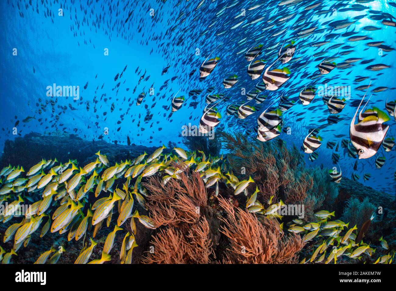 Bengal snapper (Lutjanus bengalensis), Bannerfish (Heniochus diphreutes) and Fusiliers (Caesio sp.) diving towards coral reef to avoid predators. North Ari Atoll, Maldives. Indian Ocean. Stock Photo