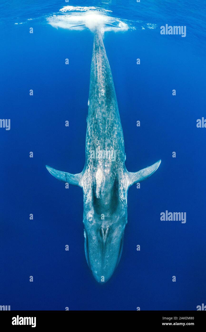 Blue whale (Balaenoptera musculus) diving beneath the surface.  Indian Ocean, Sri Lanka. Stock Photo
