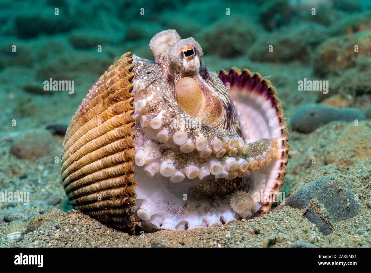 Veined octopus (Amphioctopus marginatus) between clam shell halves. Ambon, Maluku Archipelago, Indonesia. Banda Sea, tropical west Pacific Ocean. Stock Photo