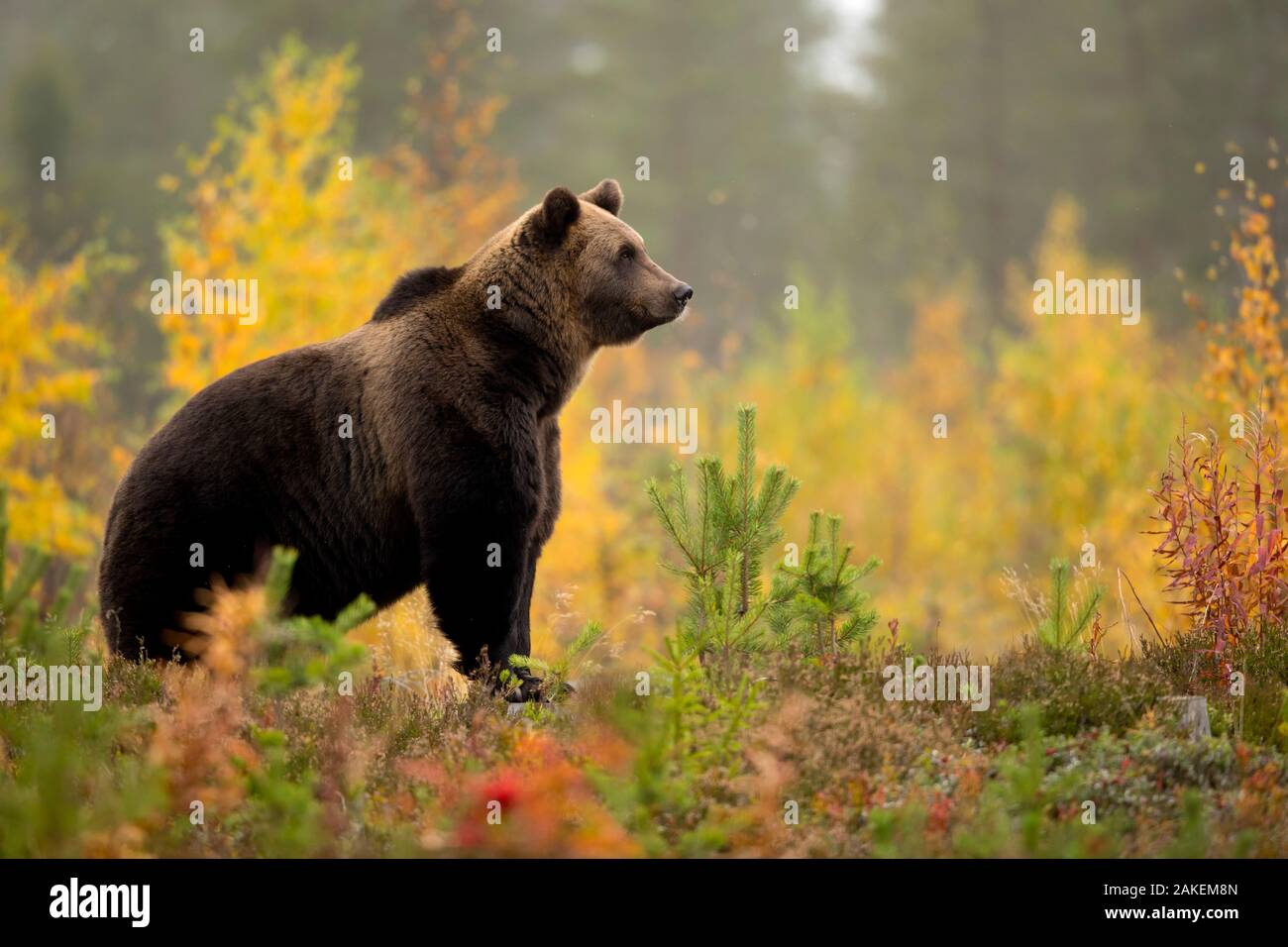 Brown bear (Ursus arctos) in autumnal forest, Finland, September Stock Photo