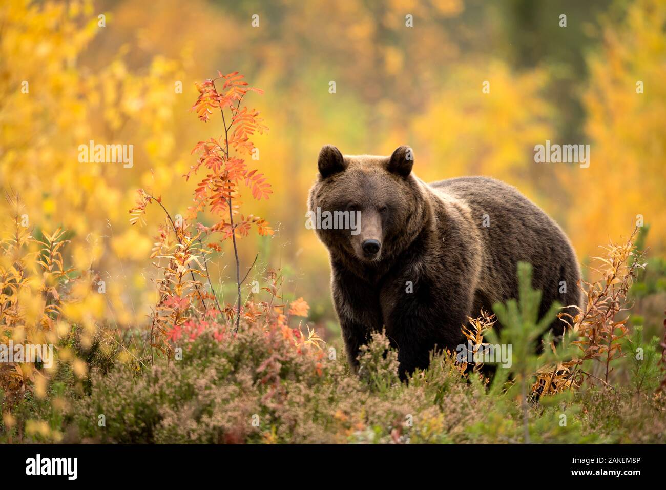 Brown bear (Ursus arctos) in autumnal forest, Finland, September Stock Photo
