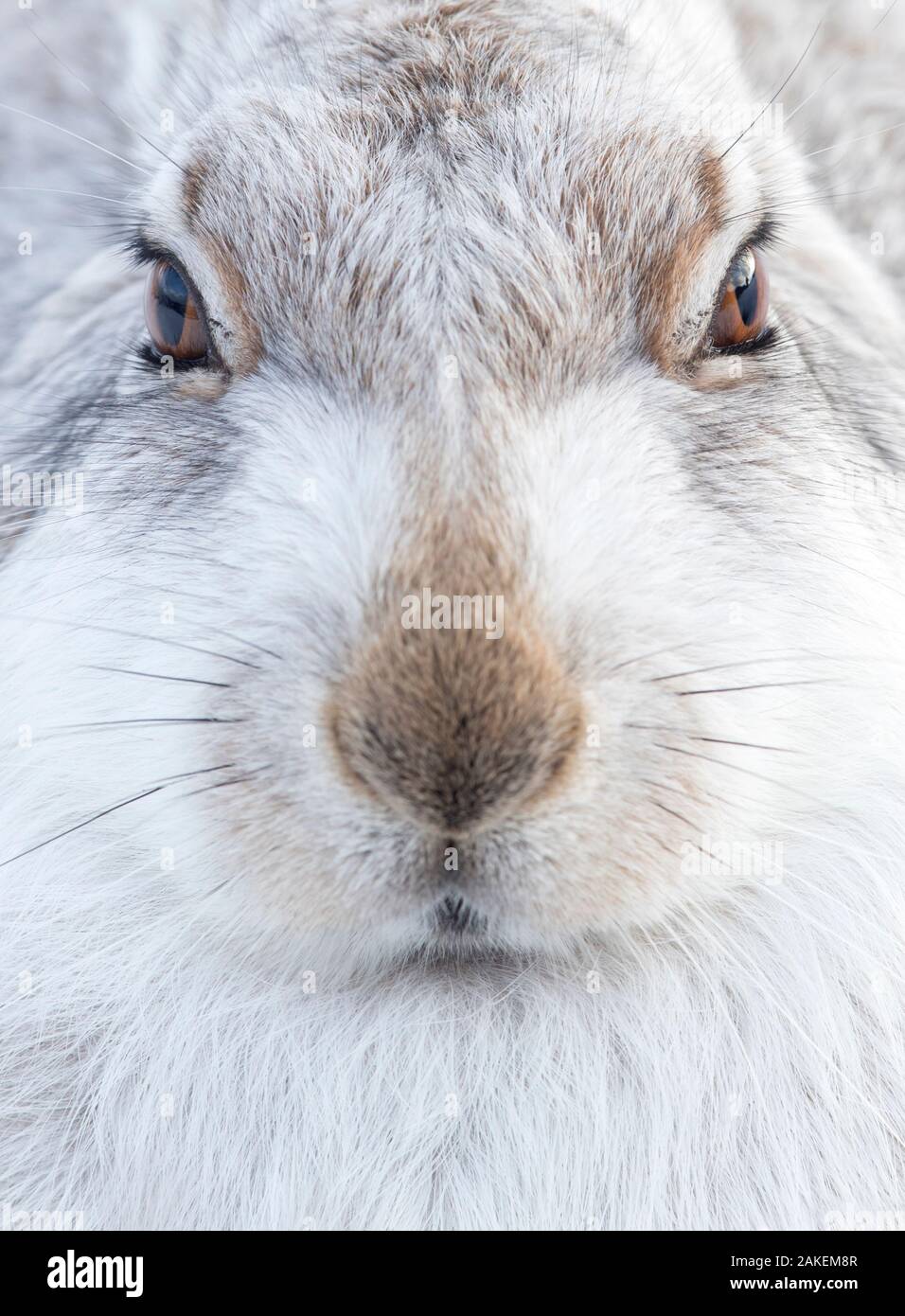 Mountain Hare (Lepus timidus) resting, close up portrait, Cairngorms, Scotland, February Stock Photo