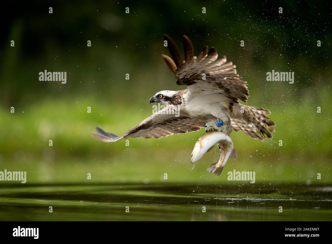 Osprey (Pandion haliaetus) in flight catching a fish, Finland, July Stock Photo