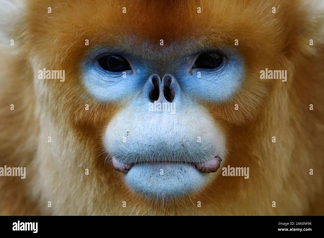 A golden snub nosed monkey hi-res stock photography and images - Alamy