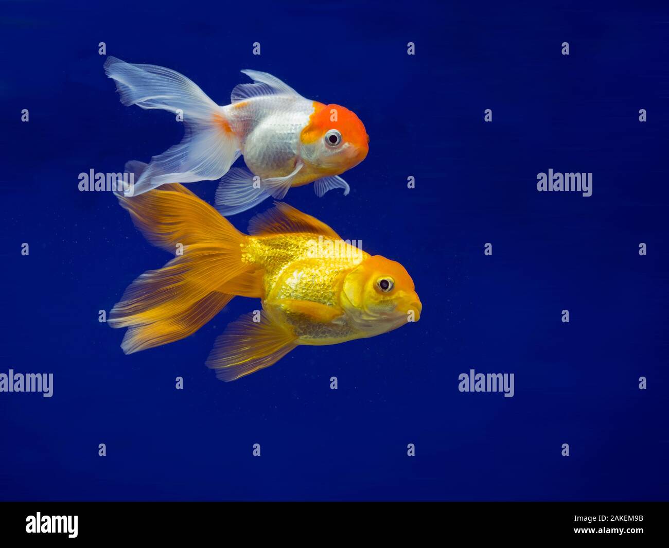 Fantail goldfish Stock Photo