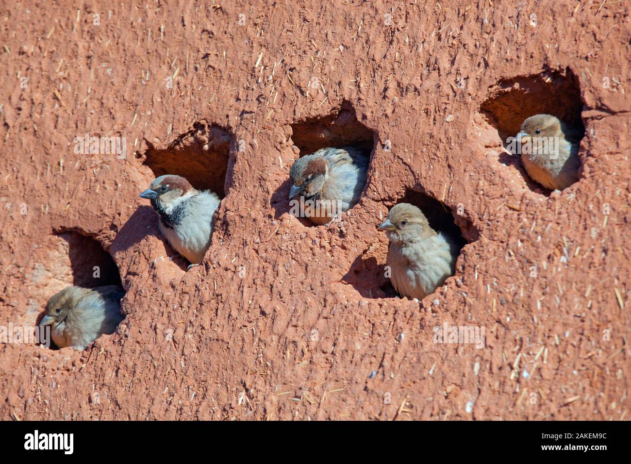 House sparrow (Passer domesticus) colony in building, Northern Morocco. Stock Photo