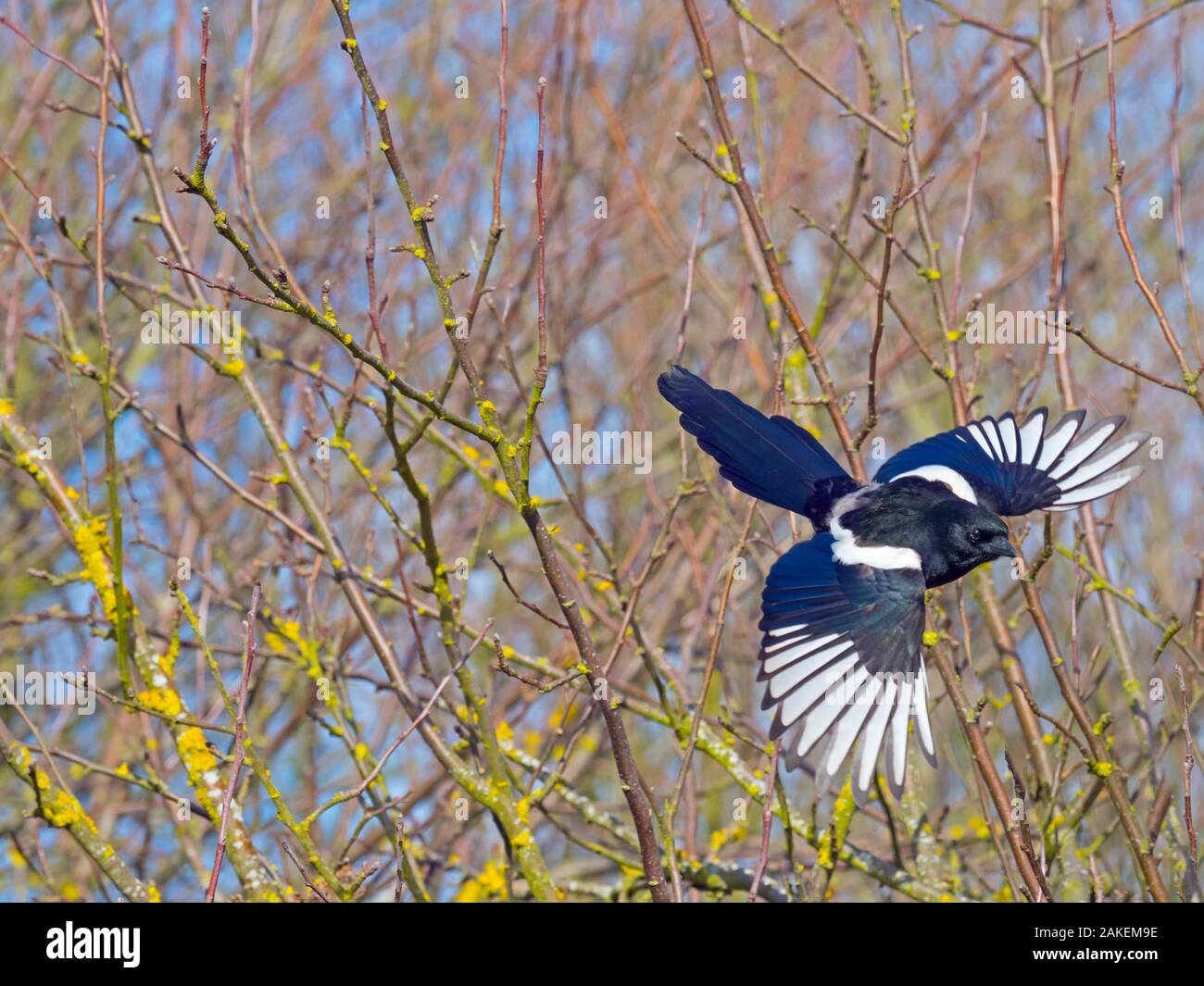 Magpie (Pica pica) taking off from hedgerow, Titchwell, Norfolk, England, UK, March. Stock Photo