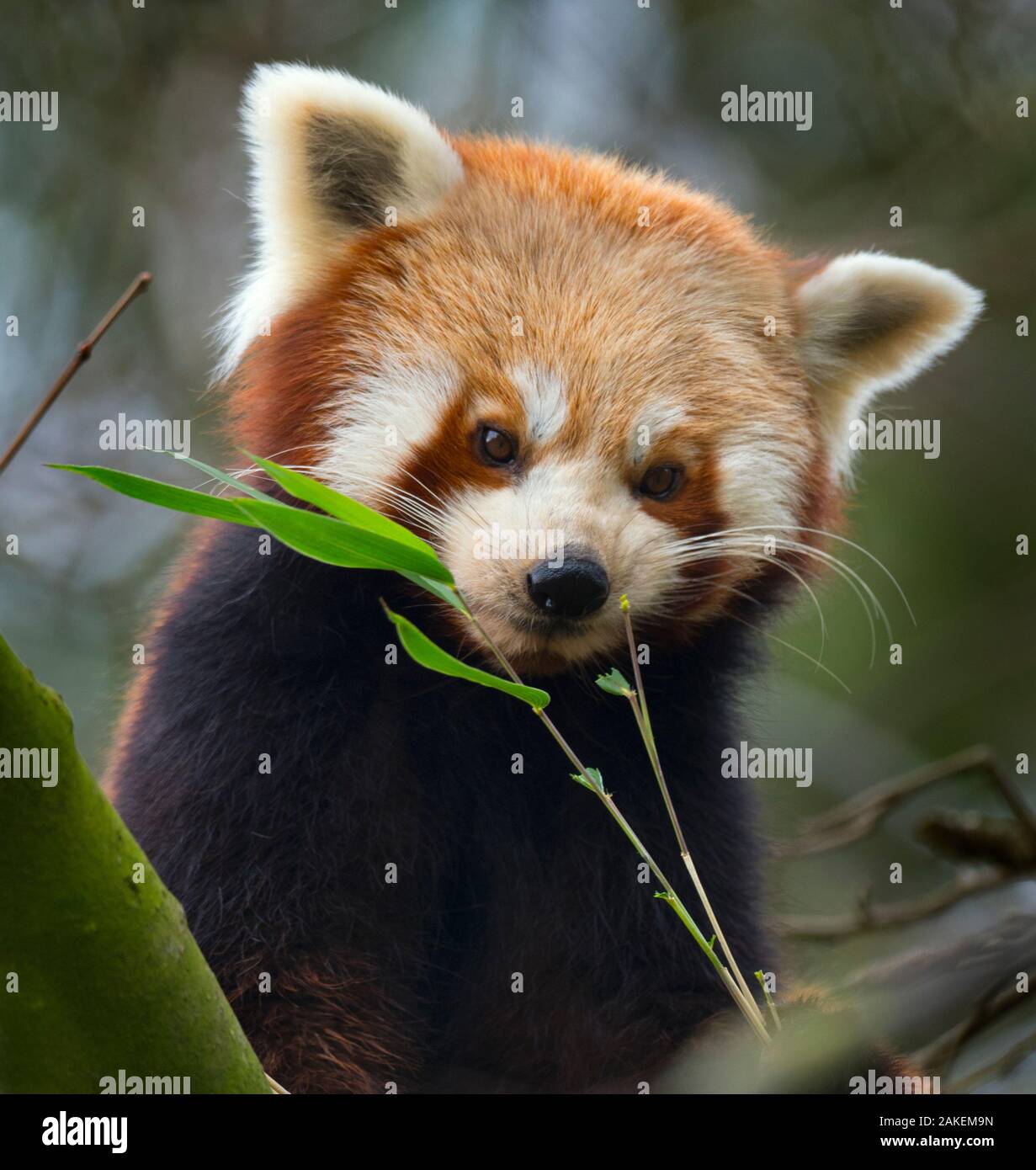 Red panda (Ailurus fulgens) captive, occurs in China. Stock Photo