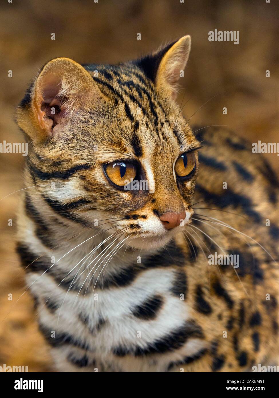 Asian leopard cat (Prionailurus bengalensis) captive, occurs in South East Asia. Stock Photo
