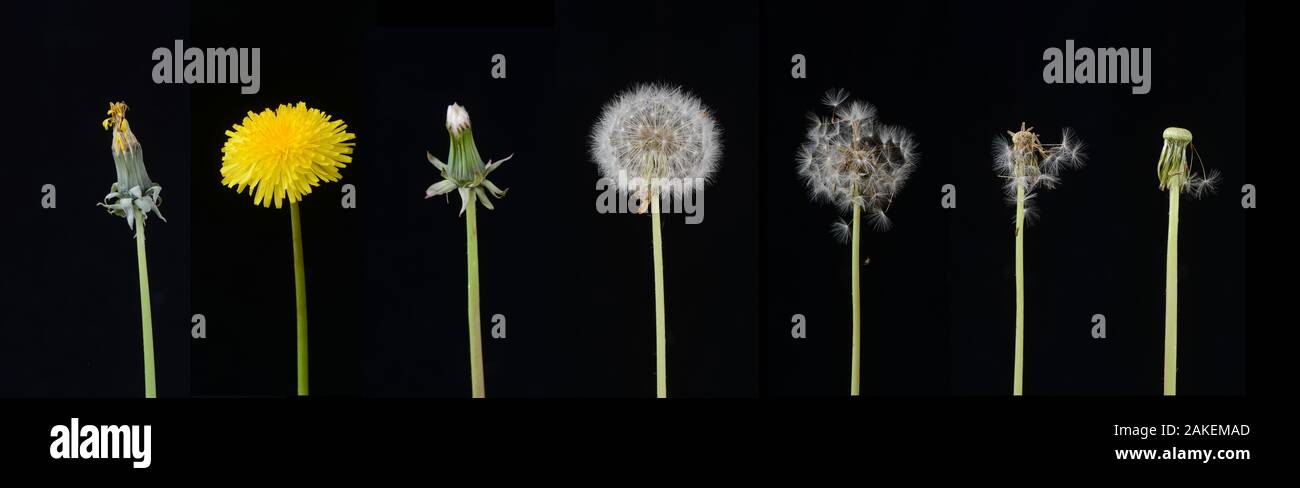 Dandelion (Taraxacum officinale), development from bud to seed. Digital composite. Stock Photo