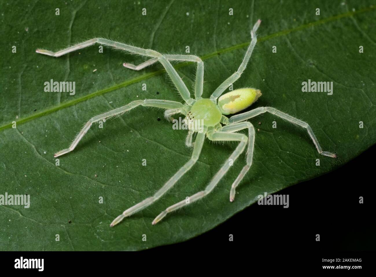 Page 3 Huntsman Spider Sparassidae High Resolution Stock Photography And Images Alamy