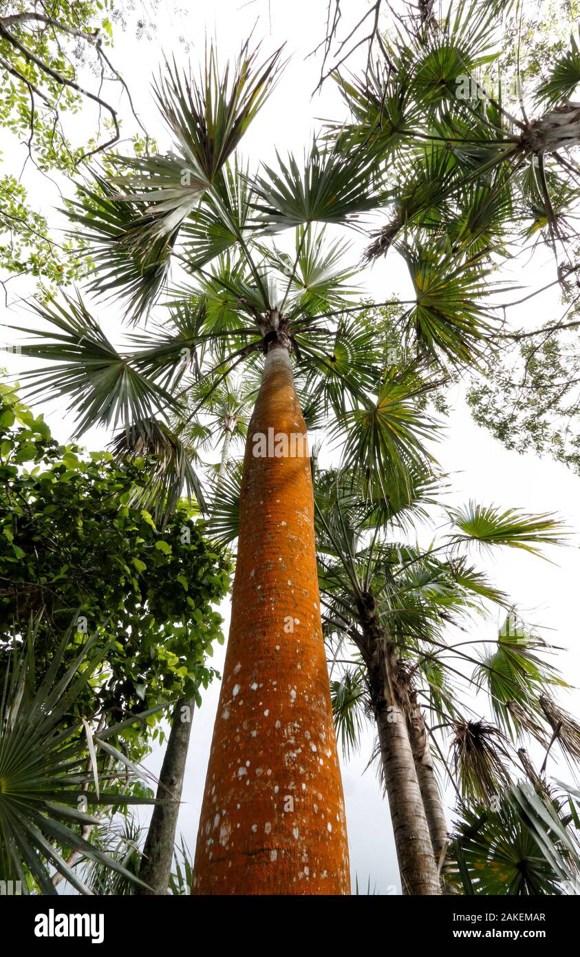 Guano palm (Coccothrinax fragrans) trees, Hispaniola. Stock Photo