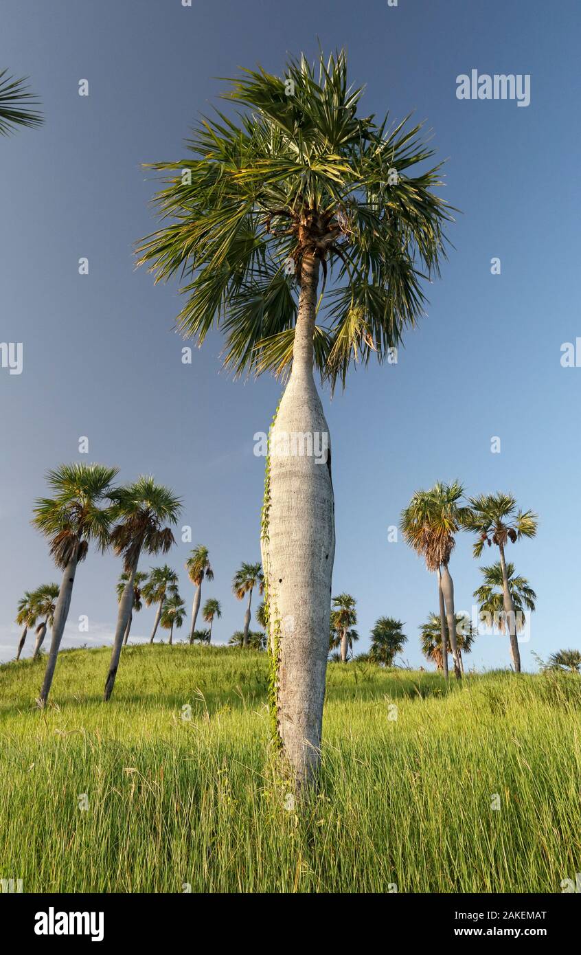 Guano palm (Coccothrinax spissa) trees in grassland, Hispaniola. October 2014. Stock Photo