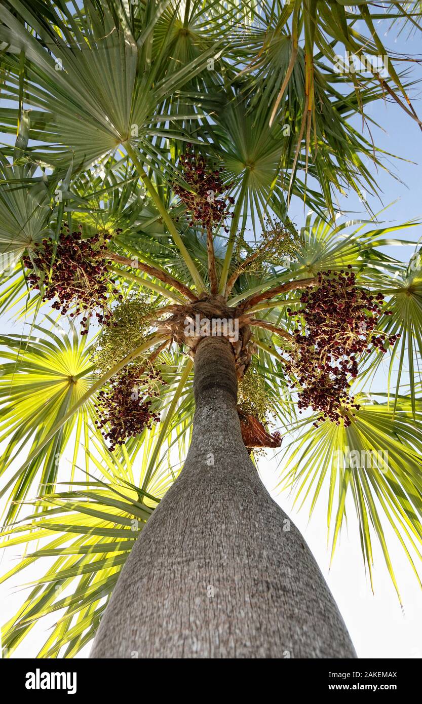Guano palm (Coccothrinax spissa), Hispaniola. Stock Photo