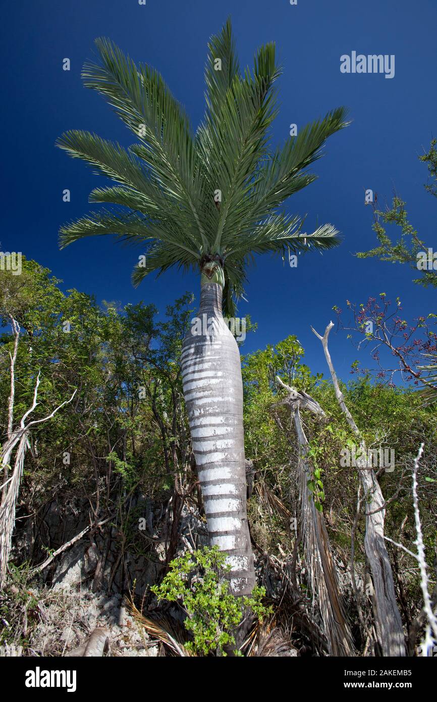 Dominican cherry palm (Pseudophoenix ekmanii) in tropical forest