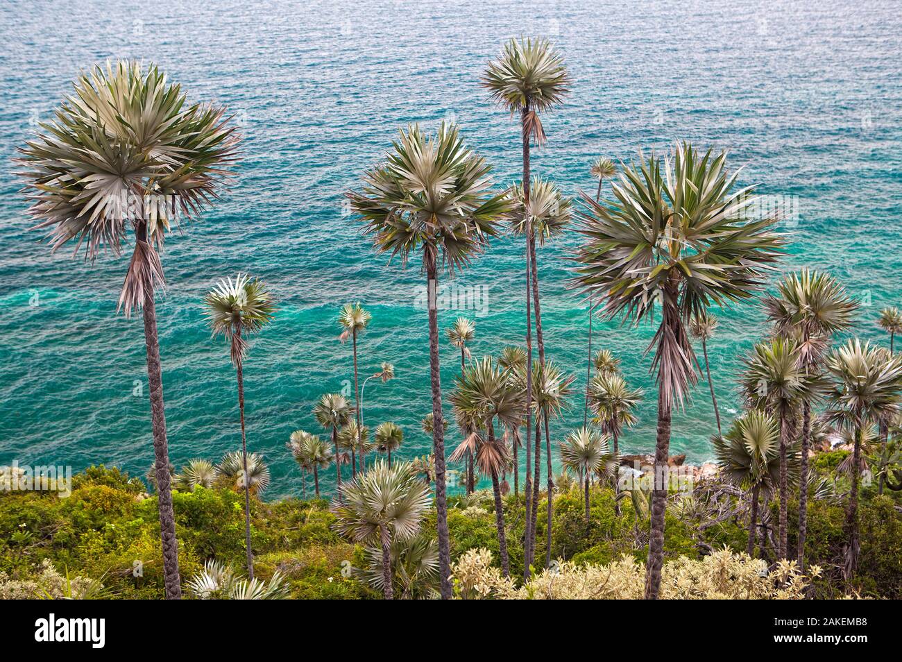 Barreras silver palm (Coccothrinax boschiana) on coast. Hispaniola. August 2011. Stock Photo