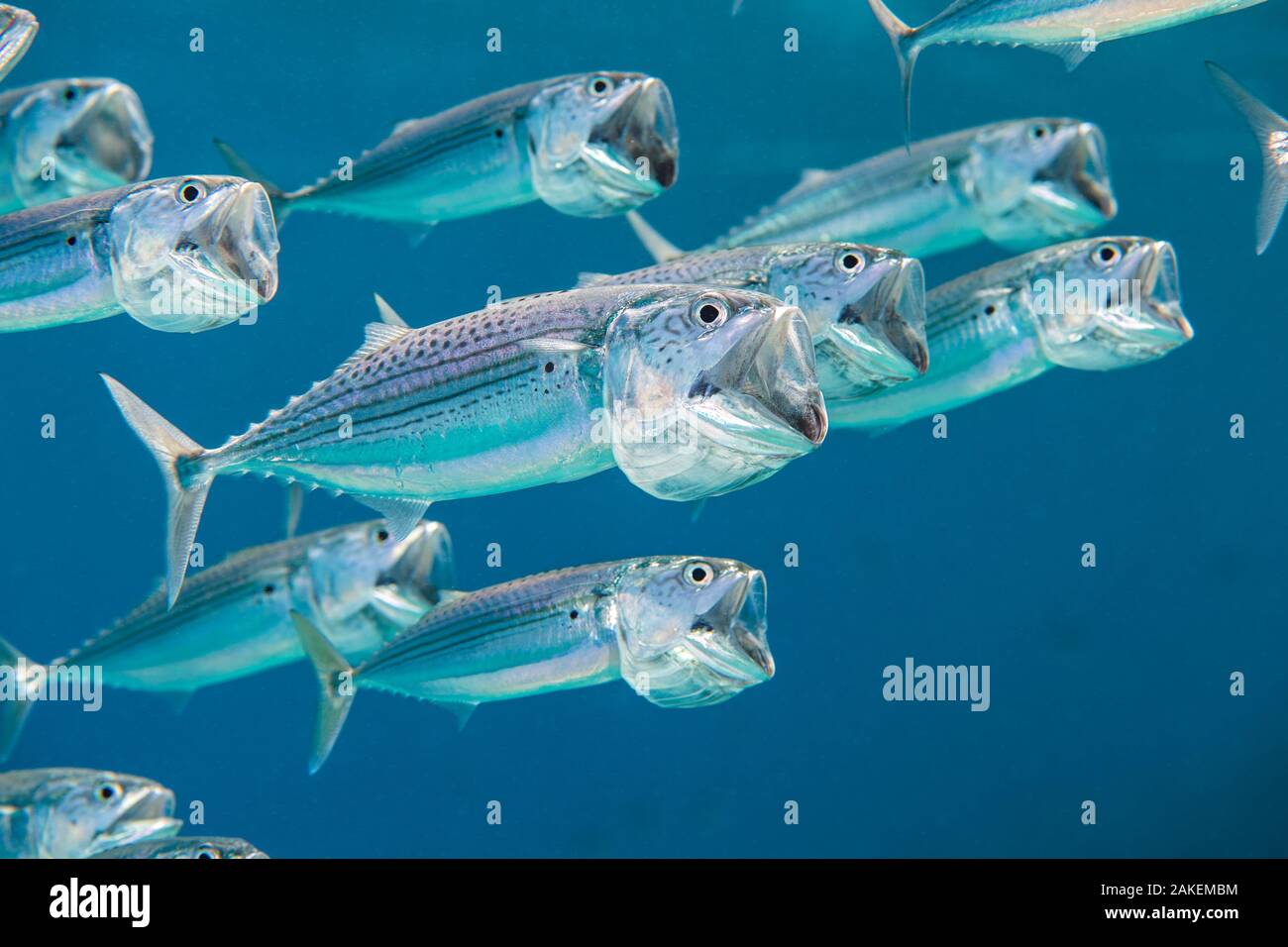 Striped mackerel (Rastrelliger kanagurta) shoal swimming with open mouths, filtering for zooplankton.  Marsa Shouna, Port Ghalib, Marsa Alam, Egypt. Red Sea Stock Photo
