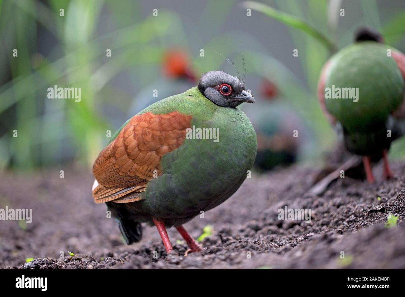 Crested partridge (Rollulus rouloul) female. Captive in  UK. Stock Photo