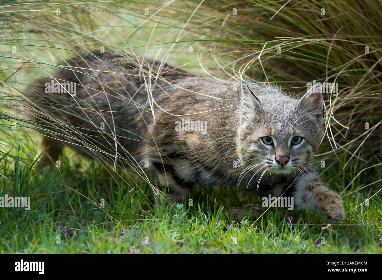 Pampas cat (Leopardus colocola) La Pampa Province, Argentina. Stock Photo