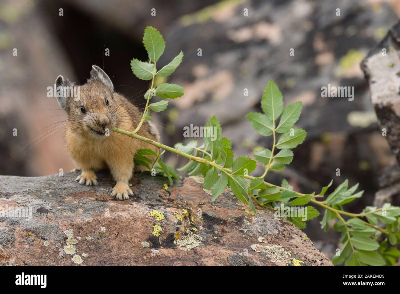 Pika, (Ochotona princeps) bringing vegetation to Hay pile, in Bridger National Forest,  Wyoming, USA, July. Stock Photo